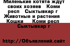 Миленькие котята ждут своих хозяев - Коми респ., Сыктывкар г. Животные и растения » Кошки   . Коми респ.,Сыктывкар г.